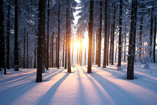 Fotomurales atardecer árboles invierno